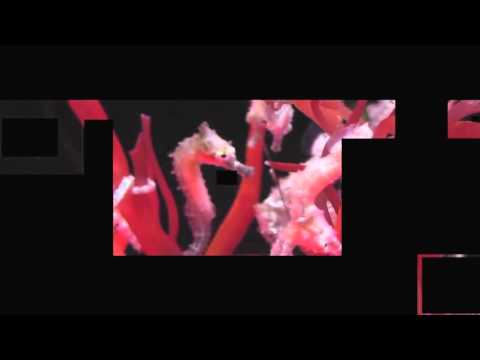 Fabrik Way - Logos (Traum CDDig 37)