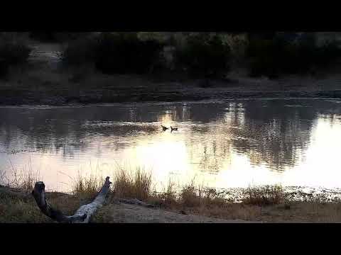 Djuma: Egyptian Geese fussing and fighting again with intruder - 06:54 - 07/25/21
