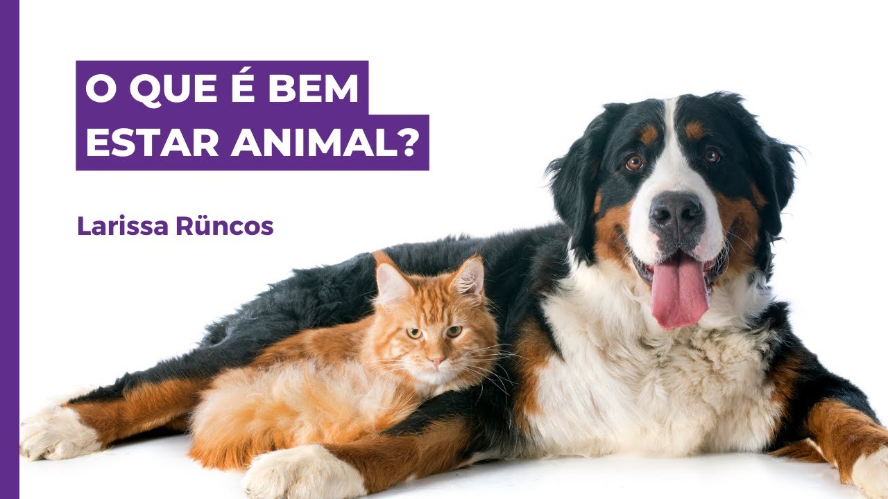 O QUE É BEM ESTAR ANIMAL?