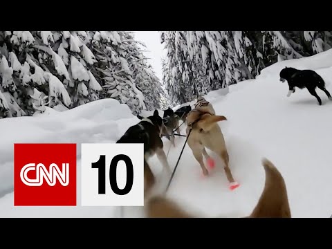 犬ぞりの冒険 (Adventures In Dogsledding)