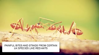 HOW TO GET RID OF ANTS & ANT CONTROL UK ~ CATCH-IT LTD PEST CONTROL LONDON