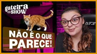 Meu GATO é ANSIOSO? | Gateira Live Show #017