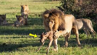 É isso o que acontece quando filhotes de gnu se perdem na savana!!!