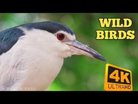 Tropical Birds with Names and Sounds in 4K - Scenic Relaxation Film