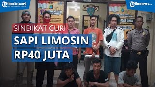 Pencuri Sapi Limosin Rp40 Juta Mendekam di Rutan Polsek Pemali, Ada 'Orang Dalam' Lancarkan Aksinya