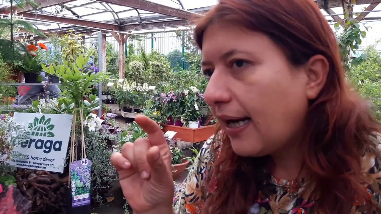 Consigli utili su come coltivare la begonia