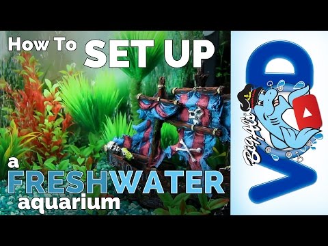 How to Set Up a Freshwater Aquarium | Big Al's