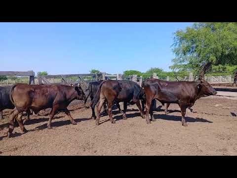 Wagyú de Cabaña Milena QUITILIPI Chaco 28.12.2024