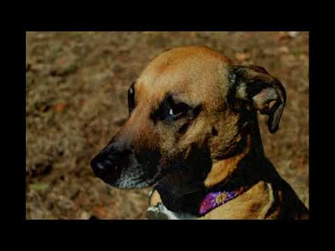 Beyond the Rainbow Bridge
