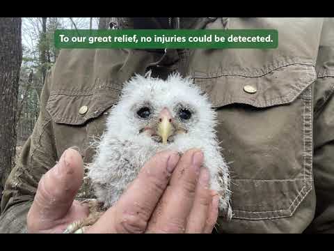 Barred Owl Chicks Rescue Phelps, WI, April 2023