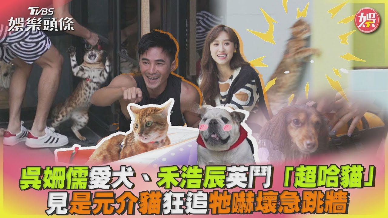 影音/吳姍儒愛犬、禾浩辰狗「超哈貓」 狂追是元介貓牠嚇壞急跳牆