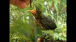 preview picture of video 'Blackbird Chick being hand fed'