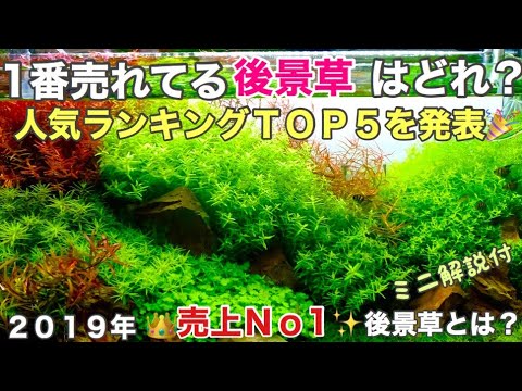 池の水草ベスト５！  庭園