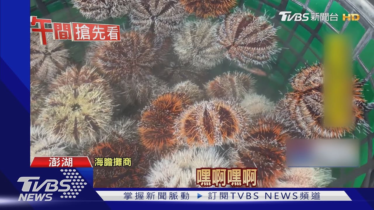 澎湖「馬糞海膽」開放採捕 遊客爭相嘗鮮