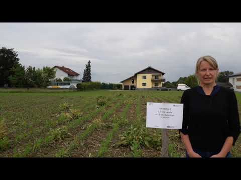 Feldtag Bad Wimsbach 2020 - MAIS Unkrautbekämpfung