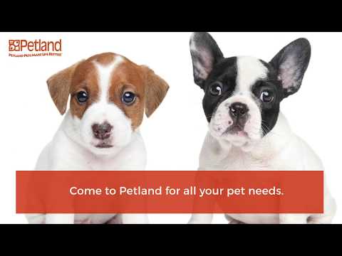 Premium pets and much more stop by Petland today