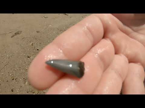 download lagu mp3 mp4 Where Is Shark Tooth Island Nc, download lagu Where Is Shark Tooth Island Nc gratis, unduh video klip Where Is Shark Tooth Island Nc