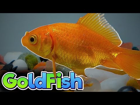 Secrets to Keeping Your Goldfish Healthy and Happy