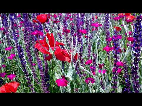 Ulpiu Vlad (*1945): Flowers for you (2012)