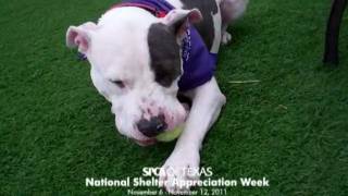 SPCA of Texas Celebrates National Shelter Appreciation Week 2011