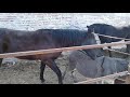 Horse Fights Donkey