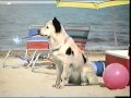 Stan The Dog NEW DISNEY CHANNEL SUMMER BUMPER