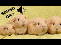Guinea Pig Sound The SOund ButtOn