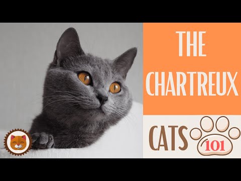🐱 Cats 101 🐱 CHARTREUX CAT - Top Cat Facts about the CHARTREUX