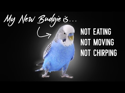 1st YouTube video about how long can a parakeet go without food