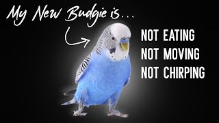 Why is My NEW Budgie Not Eating, Quiet or Shaking?