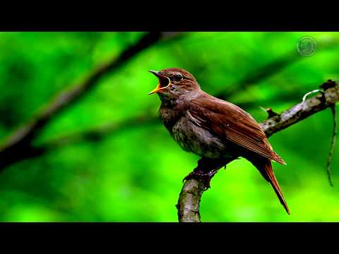 The best nightingale singing