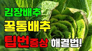 김장배추결구시기에 끝이 타는 팁번증상 이런증상있으면 꿀통배추 됩니다. 꼭 이건 해주세요