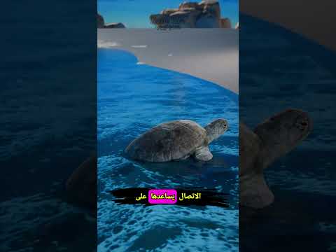 خطأ بسيط يرتكبه الجميع يدمر حياة السلاحف البحرية للأبد 🐢❌
