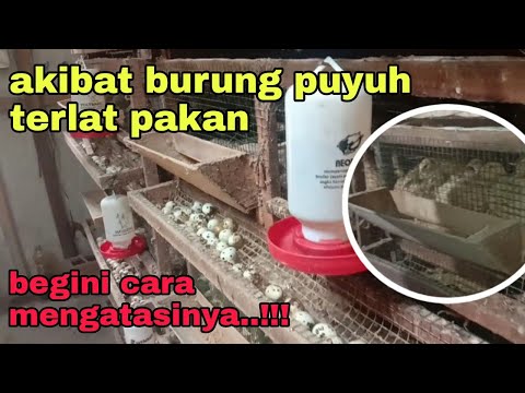 , title : 'BURUNG PUYUH TERLAT PAKAN || ini akibatnya yang akan terjadi'