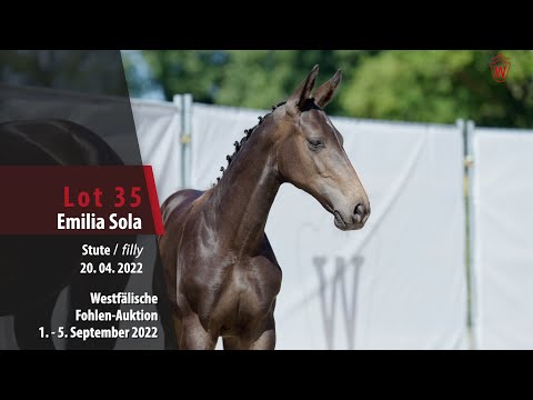 Fohlen-Auktion Lot 35  Emilia Sola Stute v. Escolar - Dancier