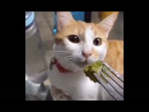 Cat eating Broccoli 🥦 ?