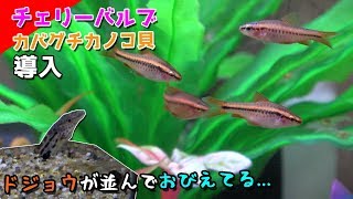 ドジョウが並んで怯える...熱帯魚・貝導入したｗチェリーバルブ・カバグチカノコ貝