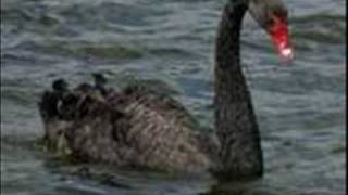 Imagine the swan - the Zombies.