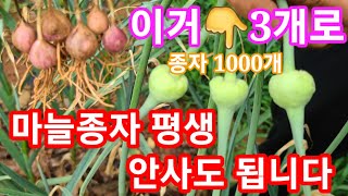 마늘종자 평생 안사도 됩니다 마늘쫑 3개로 종자1000개 만들어 평생 꽁짜로 심기~마늘수확시기,마늘주아,마늘…