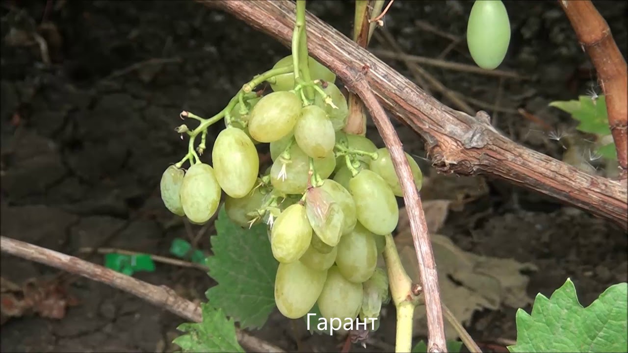 Виноград Гарант