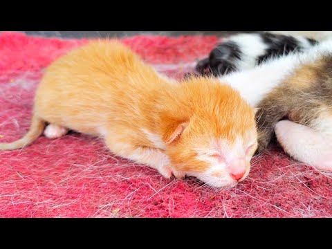 The mother cat thanks me for changing the bed of her 8 newborn kittens