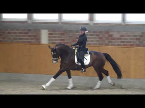 Feneno 4yo stallion by Fürst Belissaro out of Rotspon-Lauries Crusador