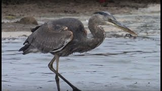 Great Blue Heron - Bryher, Isles of Scilly