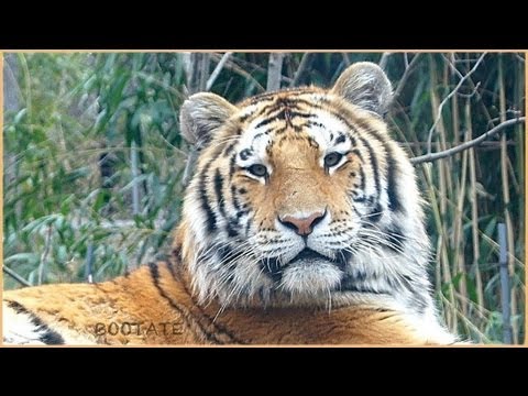 Bronx Zoo Presents Most Beautiful Animal
