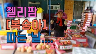 첼리팜 ! 복숭아 수확하기 시작합니다~짧은 장마로 당도는 최고~