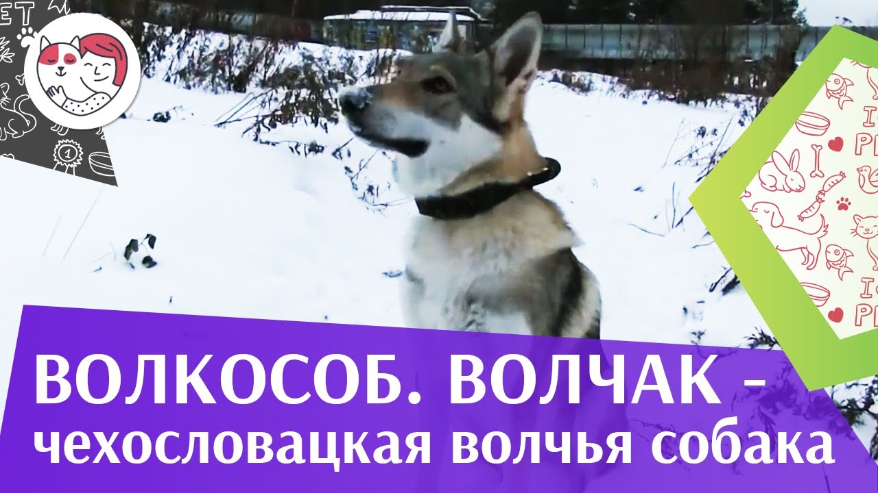 Чехословацкая волчья собака Волчак ч 2 ilikepet