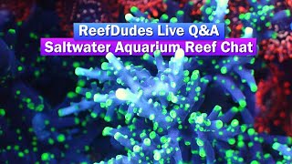 ReefDudes Live Q&A - Saltwater Aquarium Reef Chat