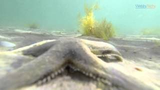 preview picture of video 'Starfish Encounter at Jumeirah Beach, Dubai - GoPro Hero3'