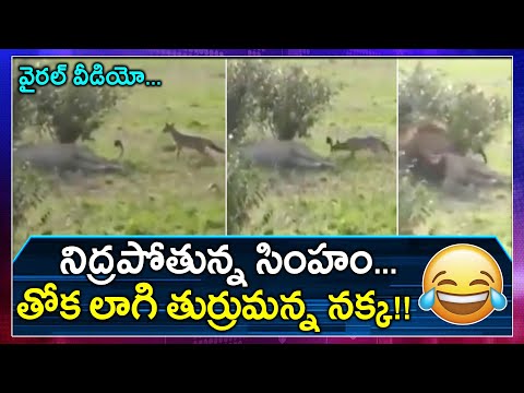 Netizens amused with naughty jackal’s fearless prank on sleeping lion