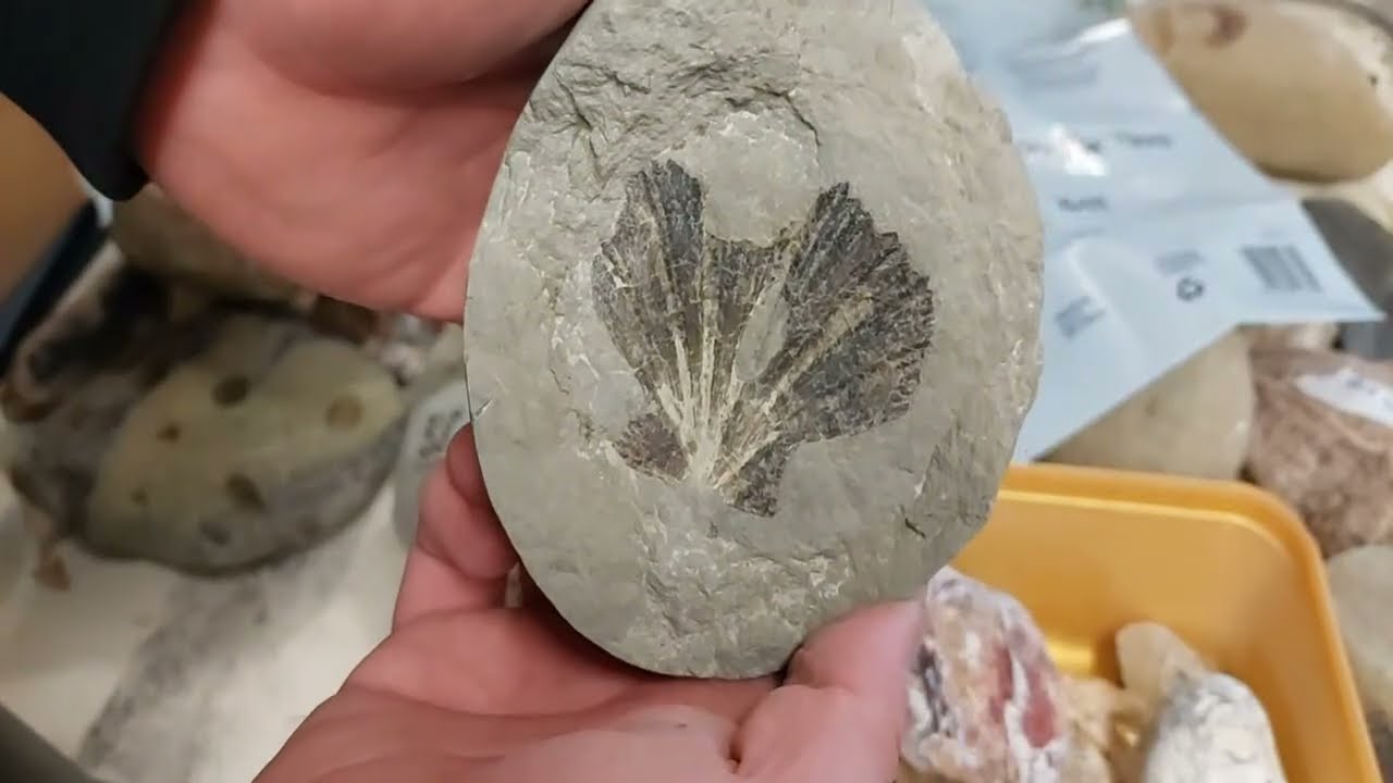 Mamlambo Fossils is live!